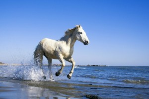 White-Horse-Running-On-the-beach-Wild-font-b-Animal-b-font-font-b-Nature-b